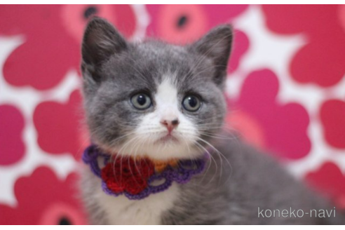 成約済の東京都のスコティッシュフォールド-70785の2枚目